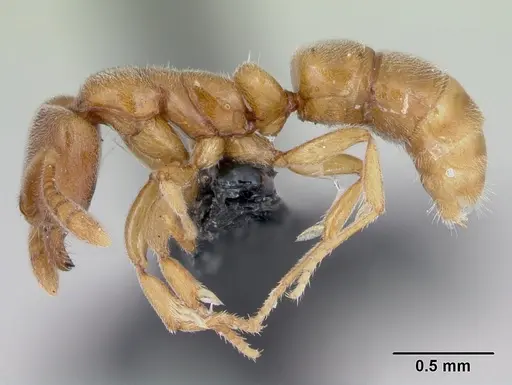 Hypoponera punctatissima specimen CASENT0173181 image casent0173181_3
