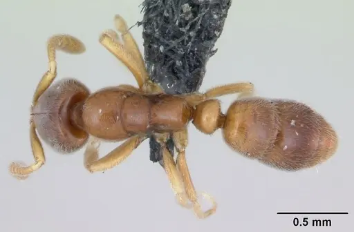 Hypoponera punctatissima specimen CASENT0173323 image casent0173323_1