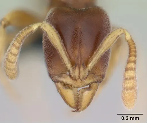 Hypoponera punctatissima specimen CASENT0173323 image casent0173323_2