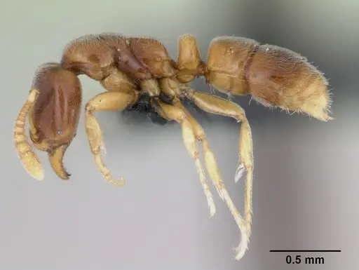Hypoponera punctatissima specimen CASENT0173323 image casent0173323_3