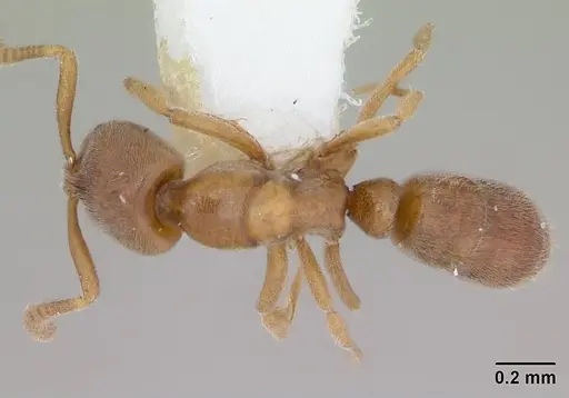 Hypoponera punctatissima specimen CASENT0173716 image casent0173716_1