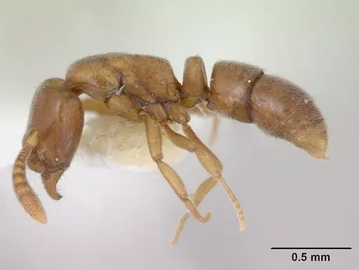Hypoponera punctatissima specimen CASENT0173716 image casent0173716_3