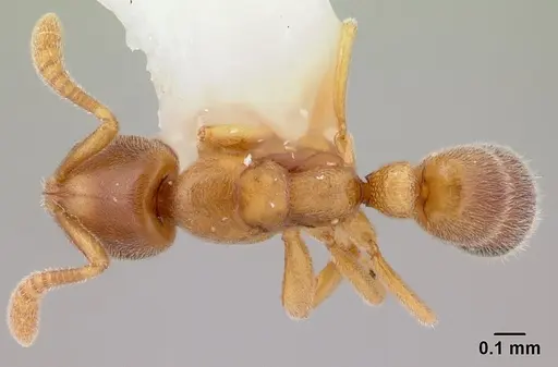 Hypoponera punctatissima specimen CASENT0178376 image casent0178376_1