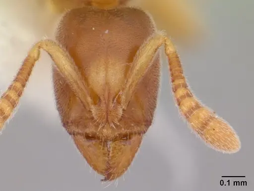 Hypoponera punctatissima specimen CASENT0178376 image casent0178376_2