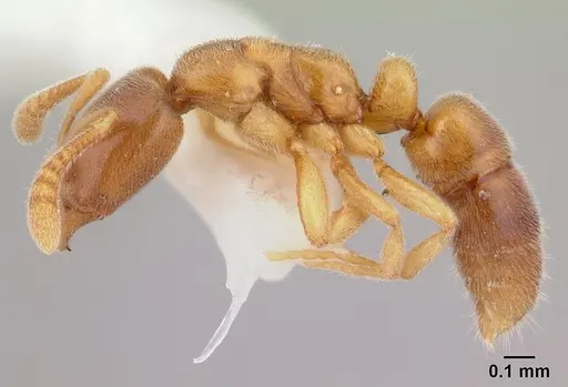 Hypoponera punctatissima specimen CASENT0178376 image casent0178376_3