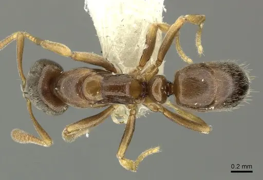 Hypoponera punctatissima specimen CASENT0199752 image casent0199752_1