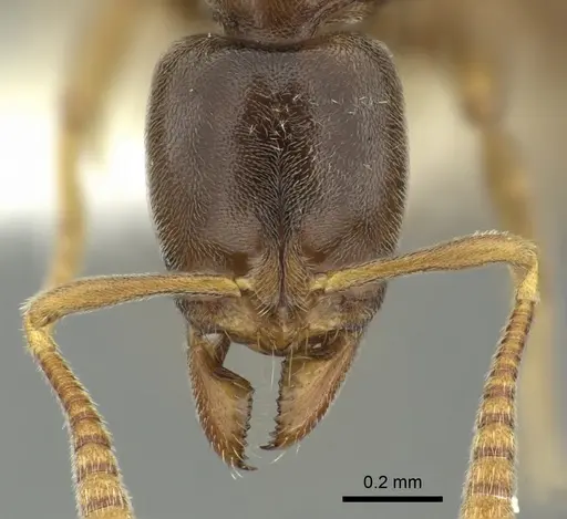 Hypoponera punctatissima specimen CASENT0199752 image casent0199752_2
