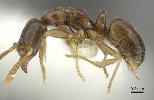 Hypoponera punctatissima specimen CASENT0199752 image casent0199752_3