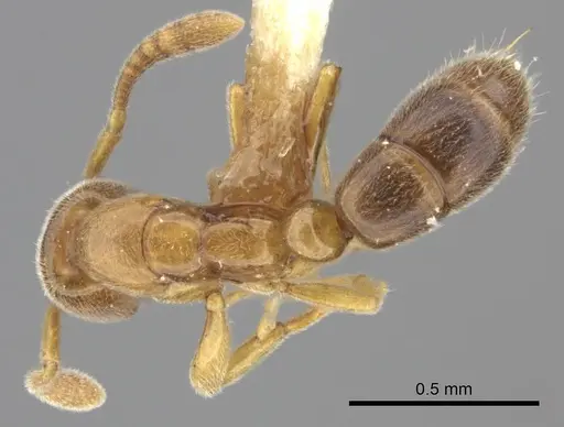 Hypoponera punctatissima specimen CASENT0217521 image casent0217521_1