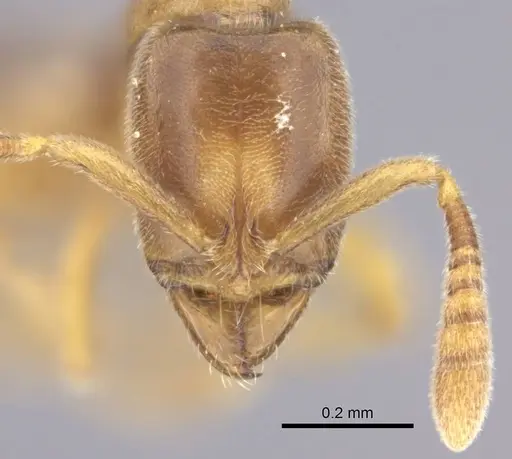 Hypoponera punctatissima specimen CASENT0217521 image casent0217521_2