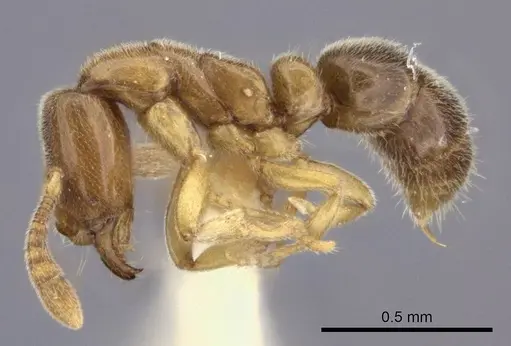 Hypoponera punctatissima specimen CASENT0217521 image casent0217521_3