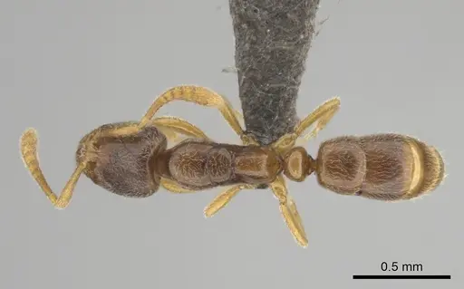 Hypoponera punctatissima specimen CASENT0250619 image casent0250619_1