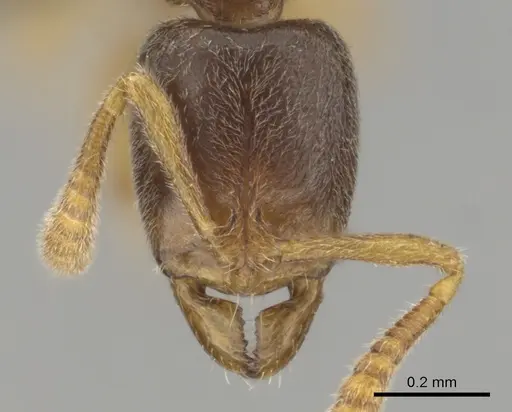Hypoponera punctatissima specimen CASENT0250619 image casent0250619_2
