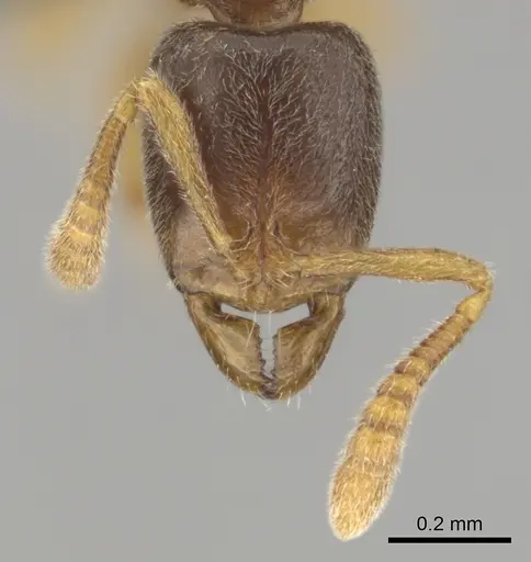 Hypoponera punctatissima specimen CASENT0250619 image casent0250619_3