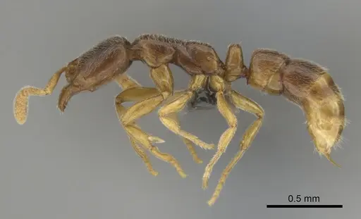 Hypoponera punctatissima specimen CASENT0250619 image casent0250619_4