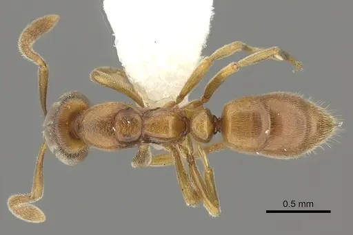 Hypoponera punctatissima specimen CASENT0260429 image casent0260429_1