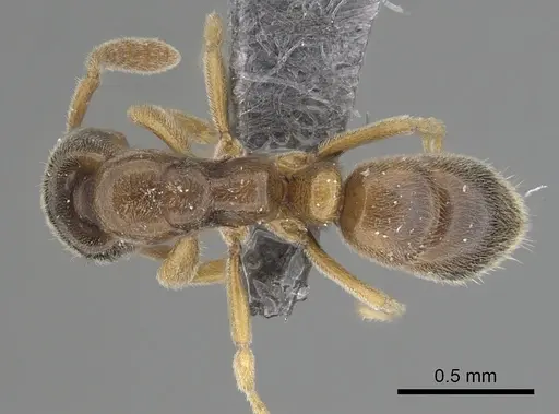 Hypoponera punctatissima specimen CASENT0264368 image casent0264368_1