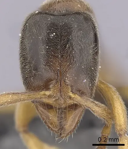 Hypoponera punctatissima specimen CASENT0264368 image casent0264368_2