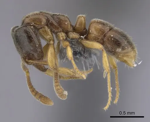 Hypoponera punctatissima specimen CASENT0264368 image casent0264368_3