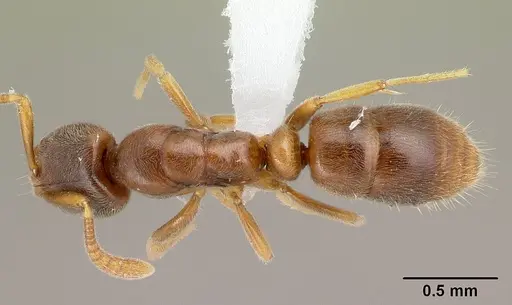 Hypoponera punctatissima specimen CASENT0400229 image casent0400229_1