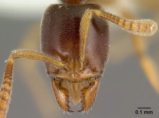 Hypoponera punctatissima specimen CASENT0400229 image casent0400229_2