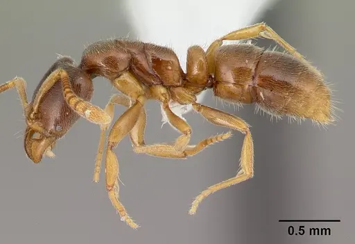 Hypoponera punctatissima specimen CASENT0400229 image casent0400229_3