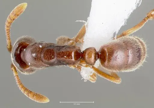 Hypoponera punctatissima specimen CASENT0403827 image casent0403827_1