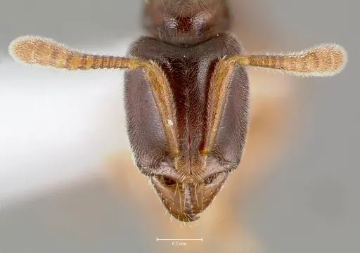 Hypoponera punctatissima specimen CASENT0403827 image casent0403827_2