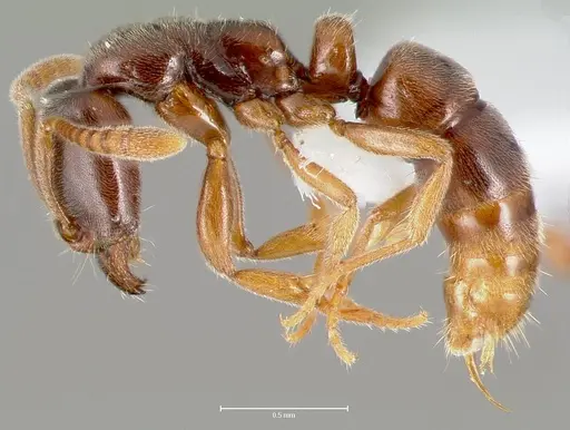 Hypoponera punctatissima specimen CASENT0403827 image casent0403827_3