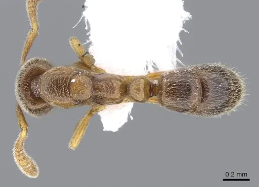 Hypoponera punctatissima specimen CASENT0746620 image casent0746620_1
