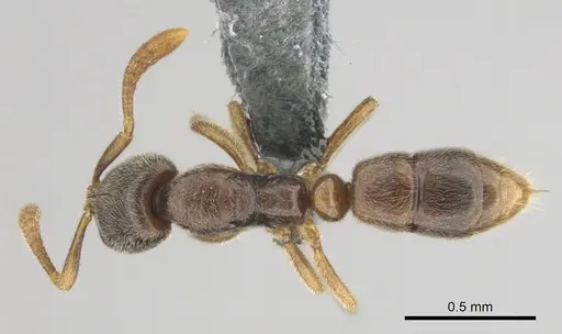 Hypoponera punctatissima specimen CASENT0815931 image casent0815931_1