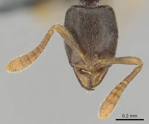 Hypoponera punctatissima specimen CASENT0815931 image casent0815931_3