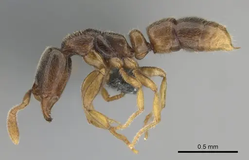 Hypoponera punctatissima specimen CASENT0815931 image casent0815931_4