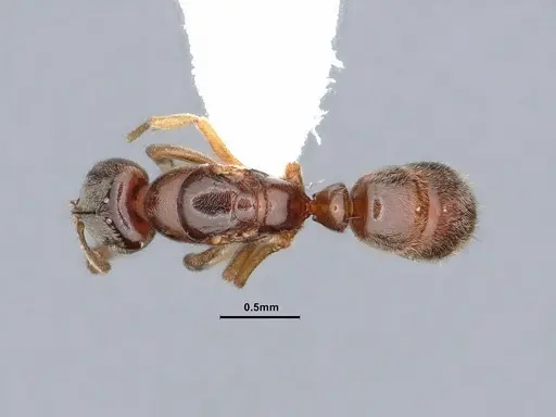 Hypoponera punctatissima specimen CASENT0884378 image casent0884378_1