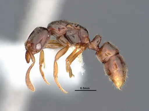 Hypoponera punctatissima specimen CASENT0884378 image casent0884378_3