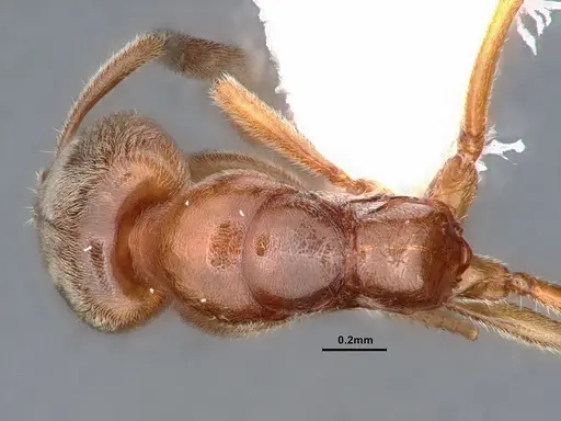 Hypoponera punctatissima specimen CASENT0884388 image casent0884388_1