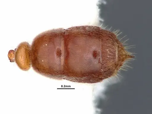 Hypoponera punctatissima specimen CASENT0884388 image casent0884388_2