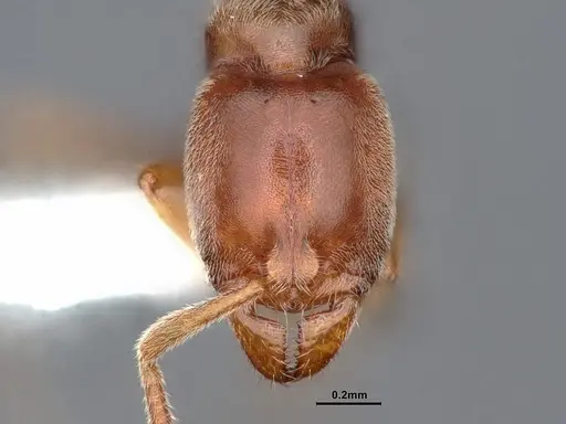 Hypoponera punctatissima specimen CASENT0884388 image casent0884388_3