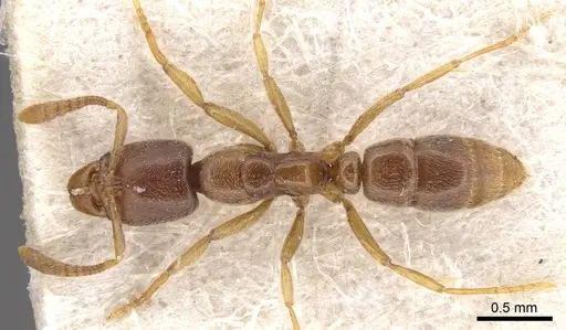 Hypoponera punctatissima specimen CASENT0901973 image casent0901973_1