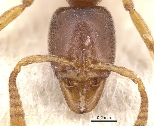 Hypoponera punctatissima specimen CASENT0901973 image casent0901973_2