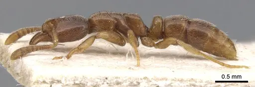 Hypoponera punctatissima specimen CASENT0901973 image casent0901973_3