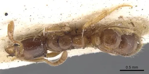 Hypoponera punctatissima specimen CASENT0902537 image casent0902537_1