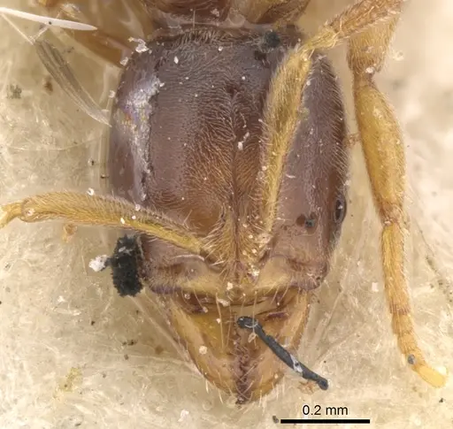Hypoponera punctatissima specimen CASENT0902537 image casent0902537_2