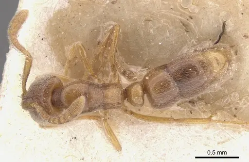 Hypoponera punctatissima specimen CASENT0902538 image casent0902538_1