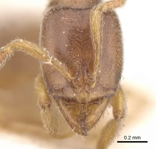 Hypoponera punctatissima specimen CASENT0902538 image casent0902538_2