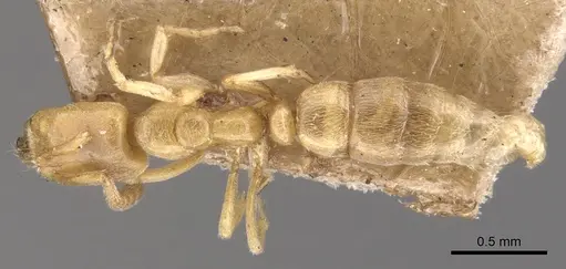 Hypoponera punctatissima specimen CASENT0902539 image casent0902539_1