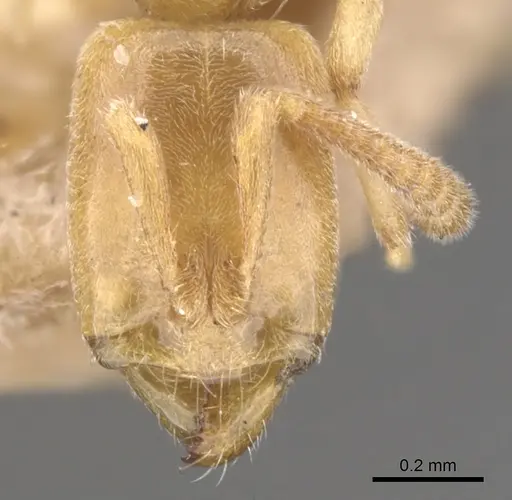 Hypoponera punctatissima specimen CASENT0902539 image casent0902539_2
