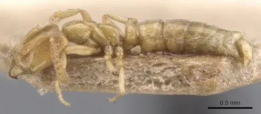 Hypoponera punctatissima specimen CASENT0902539 image casent0902539_3