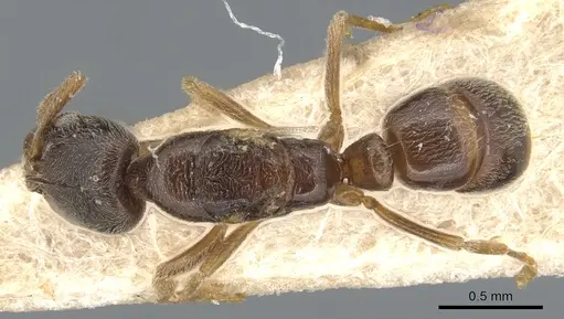 Hypoponera punctatissima specimen CASENT0903906 image casent0903906_1