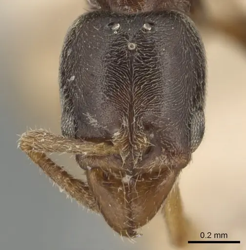 Hypoponera punctatissima specimen CASENT0903906 image casent0903906_2